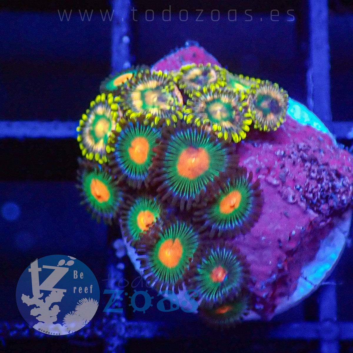 Zoanthus Mix #3