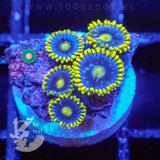 Zoanthus Blueberry Pie