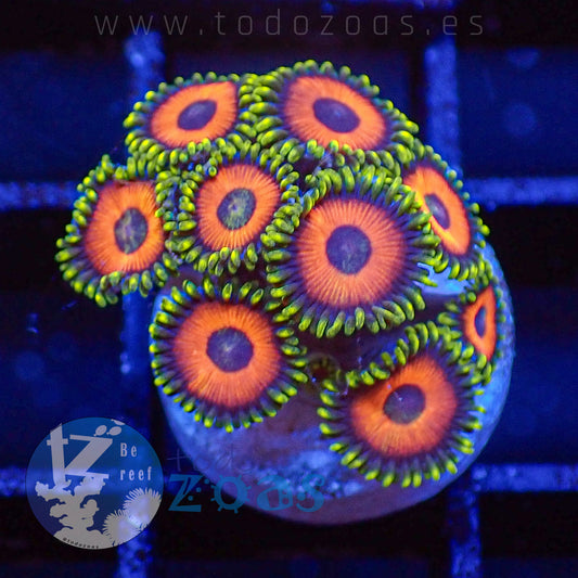 Zoanthus Eagle Eyes