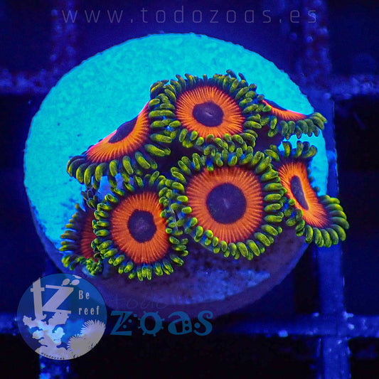 Zoanthus Eagle Eyes
