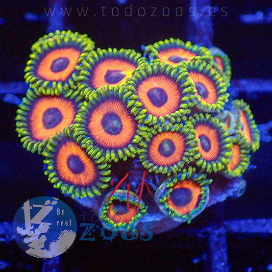 Zoanthus Eagle Eyes