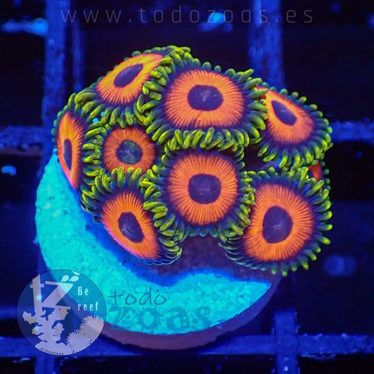 Zoanthus Eagle Eyes