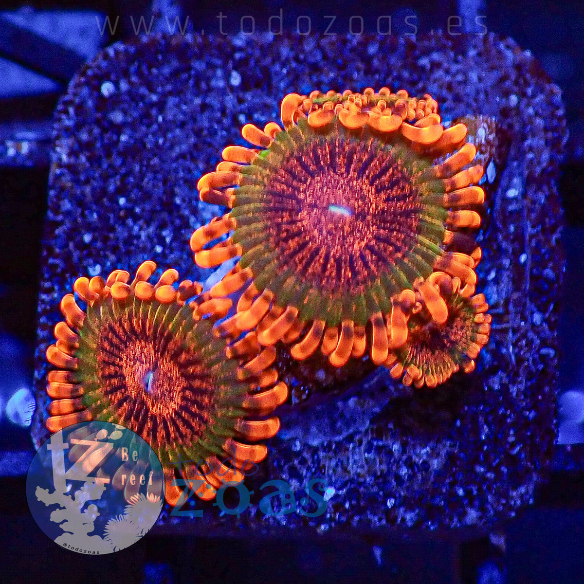 Zoanthus Speckled Krakatoa