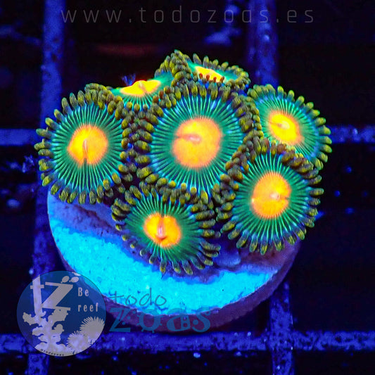 Zoanthus Blowpop