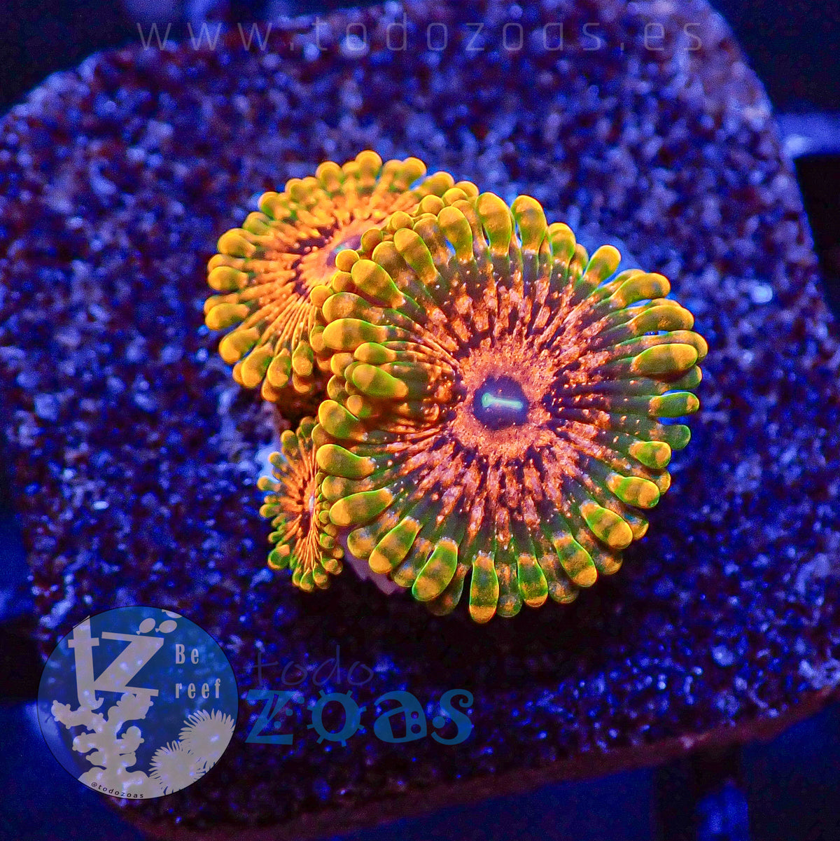 Zoanthus Grand Master Krakatoa