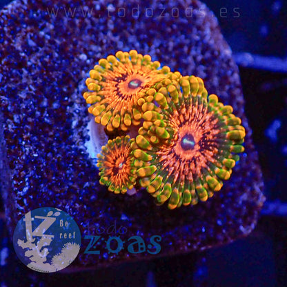 Zoanthus Grand Master Krakatoa