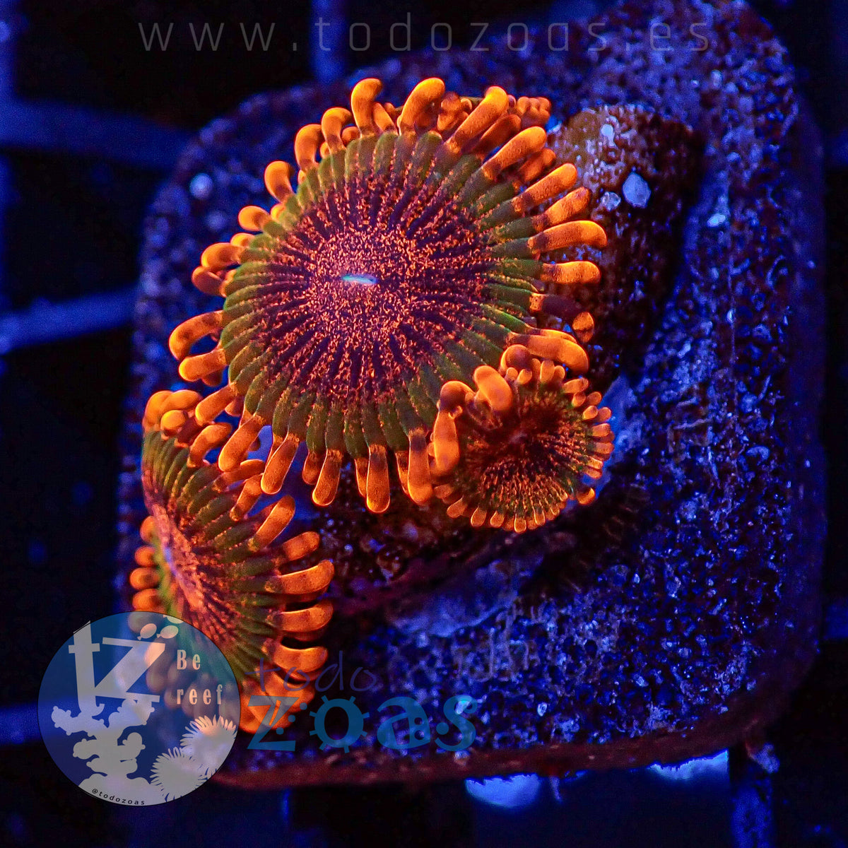 Zoanthus Speckled Krakatoa