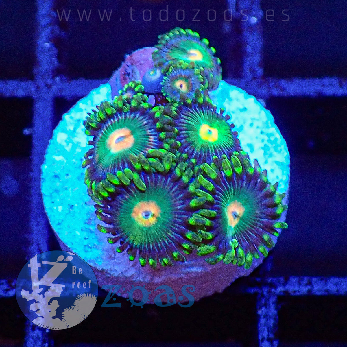 Zoanthus TZ Space Gator