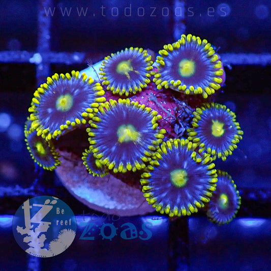 Zoanthus Blueberry Pie