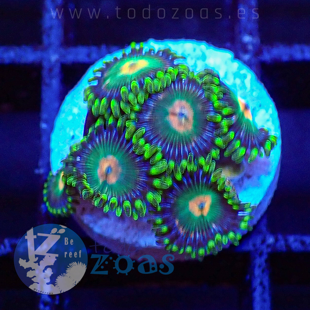 Zoanthus TZ Space Gator