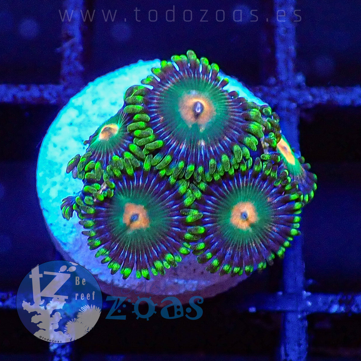 Zoanthus TZ Space Gator