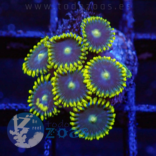 Zoanthus Blue Steel