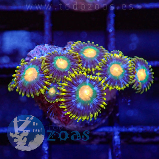Zoanthus TZ Nebula