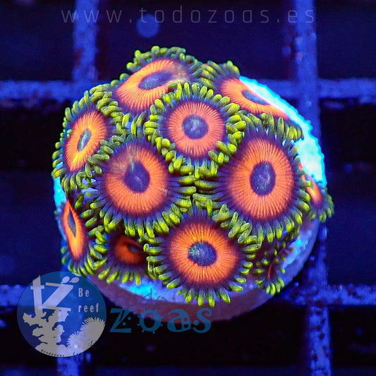 Zoanthus Eagle Eyes
