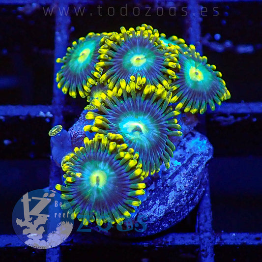 Zoanthus TZ Blue Dragon Eye