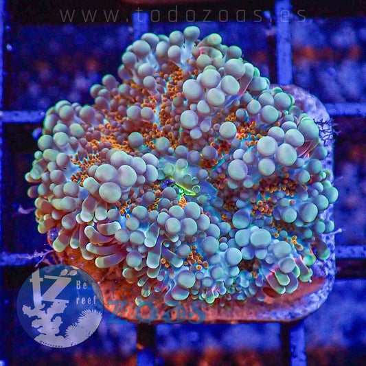 Ricordea Yuma Raimbow Premium