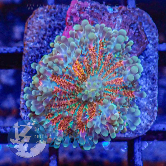 Ricordea Yuma Raimbow Premium