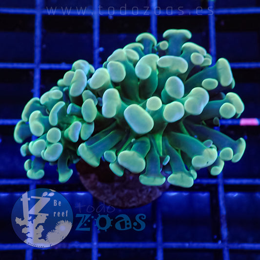 Euphyllia Paraancora