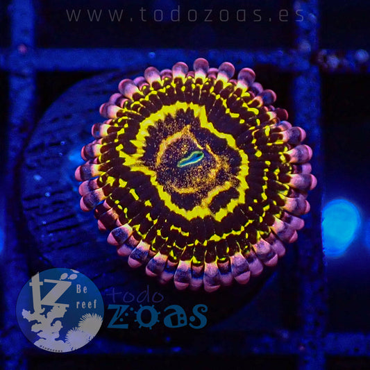 Zoanthus Stratosphere