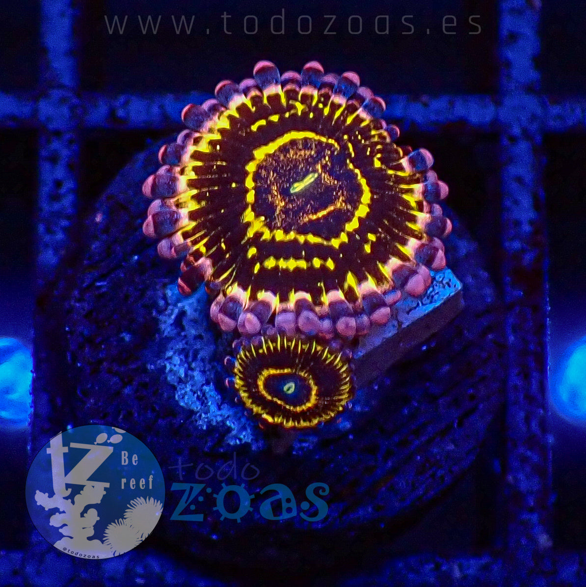 Zoanthus Stratosphere
