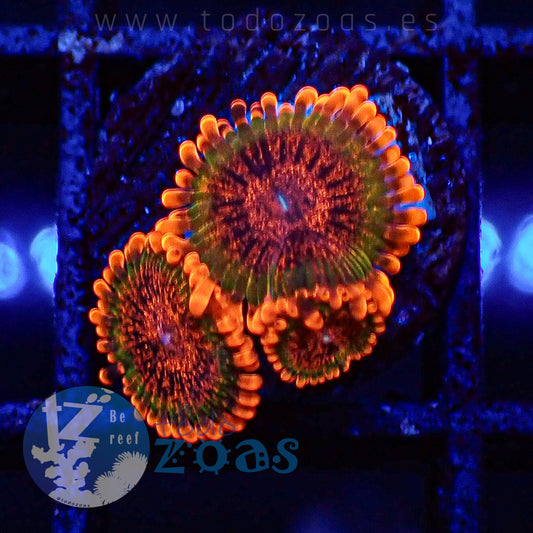 Zoanthus Speckled Krakatoa