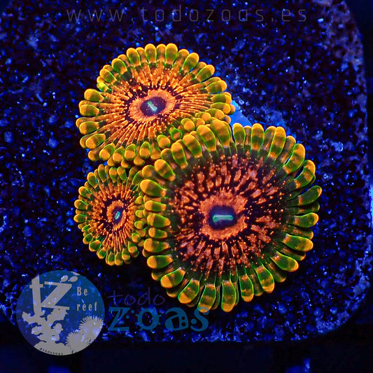 Zoanthus Grand Master Krakatoa