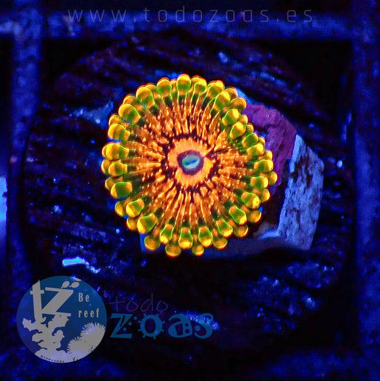 Zoanthus Grand Master Krakatoa
