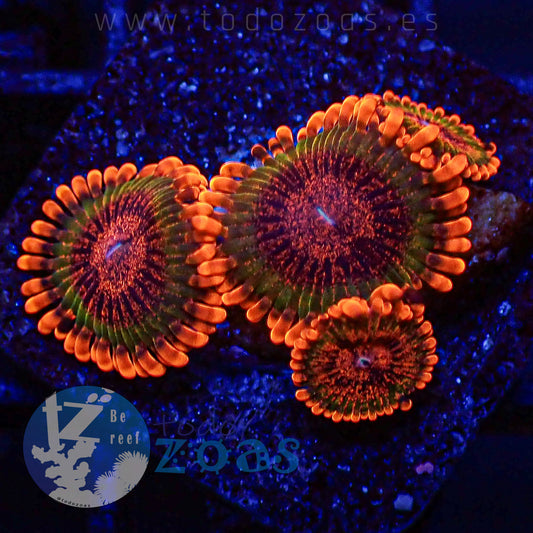 Zoanthus Speckled Krakatoa
