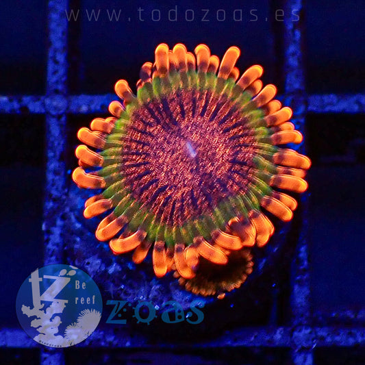 Zoanthus Speckled Krakatoa