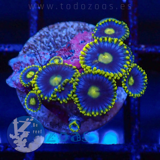 Zoanthus Blueberry Pie
