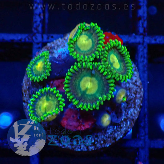 Zoanthus TZ Green Goblin