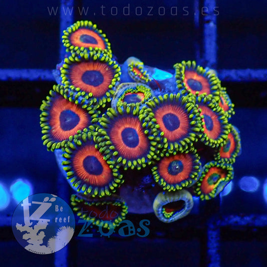 Zoanthus Eagle Eyes