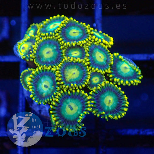 Zoanthus TZ Blue Dragon Eye