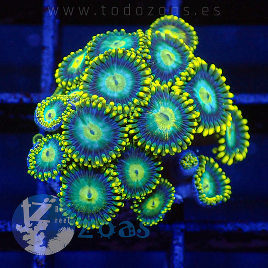 Zoanthus TZ Blue Dragon Eye