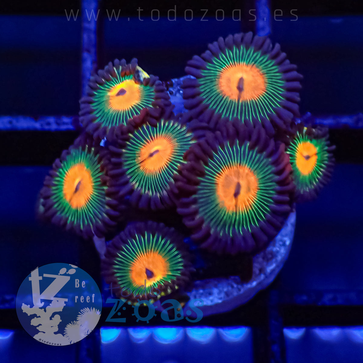 Zoanthus Gorilla Nipples