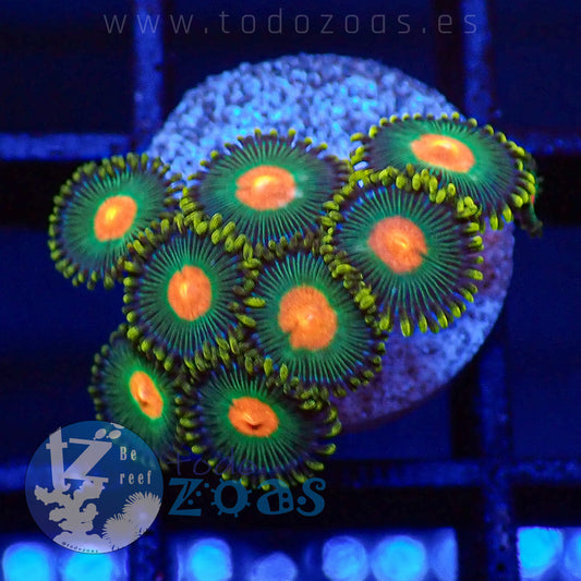 Zoanthus Blowpop