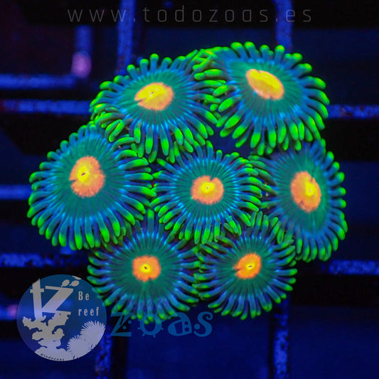 Zoanthus WWC Campfire