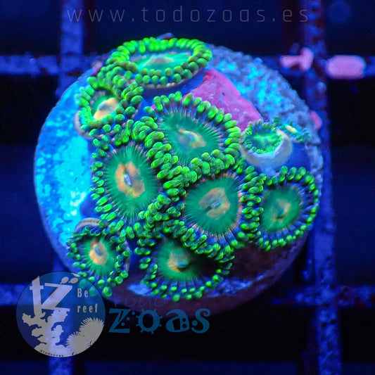 Zoanthus TZ Space Gator