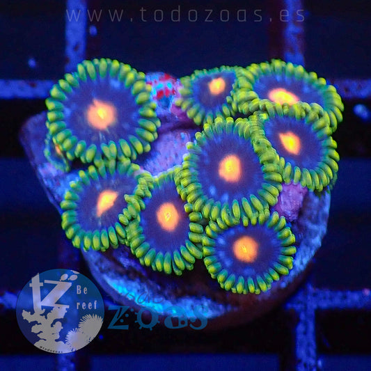 Zoanthus TZ Mango