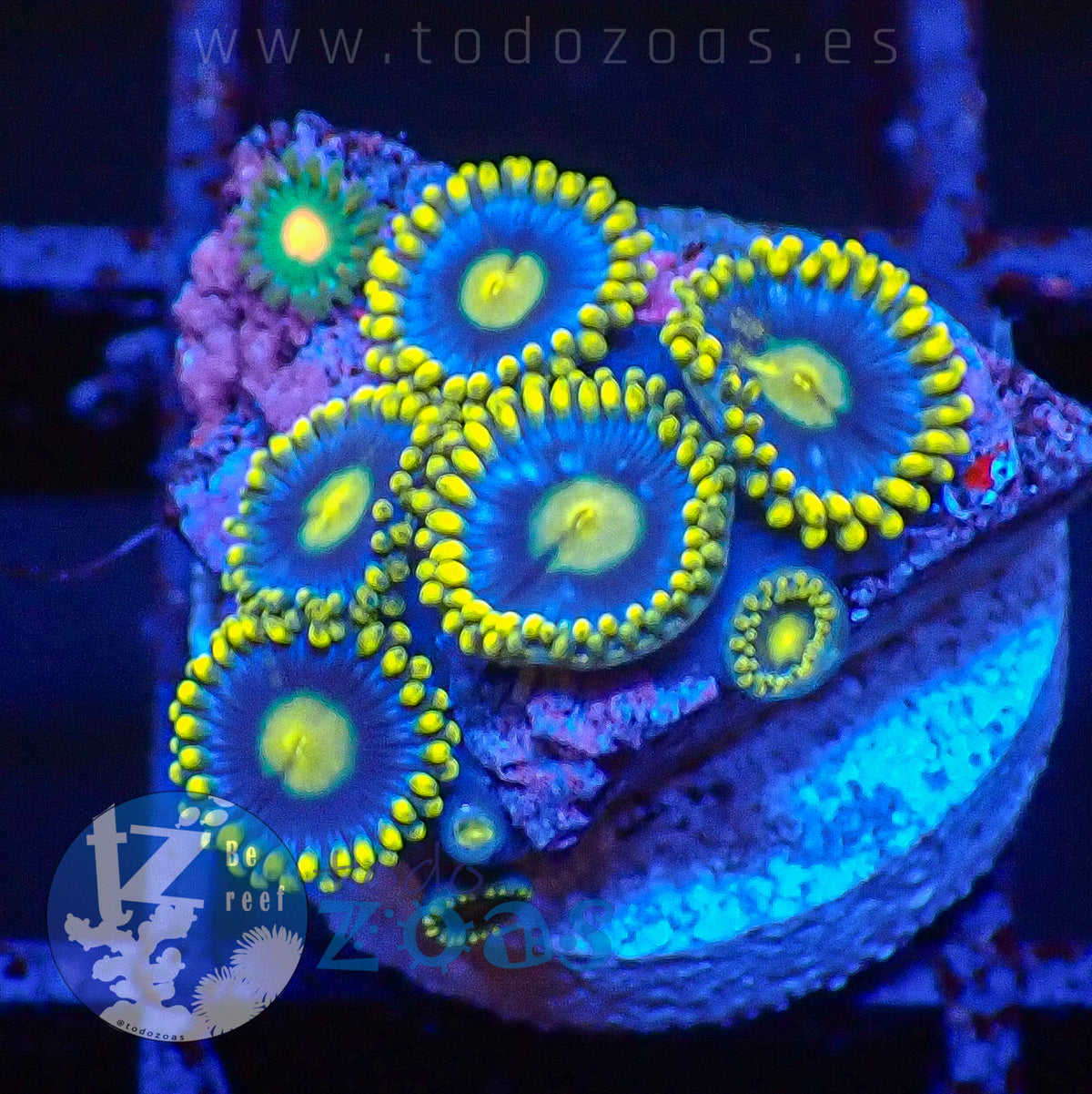 Zoanthus Blueberry Pie
