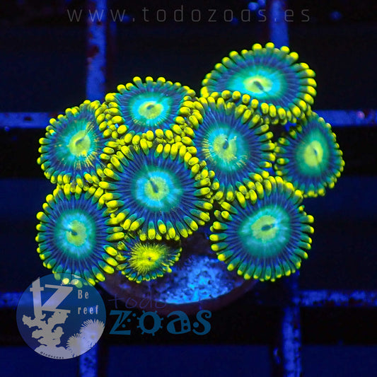 Zoanthus TZ Blue Dragon Eye