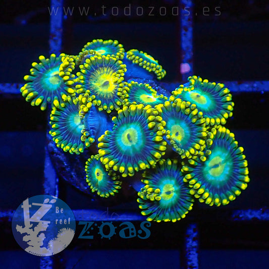 Zoanthus TZ Blue Dragon Eye