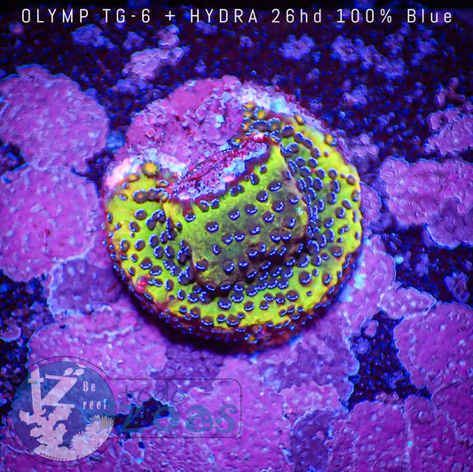 Montipora Danae Minion