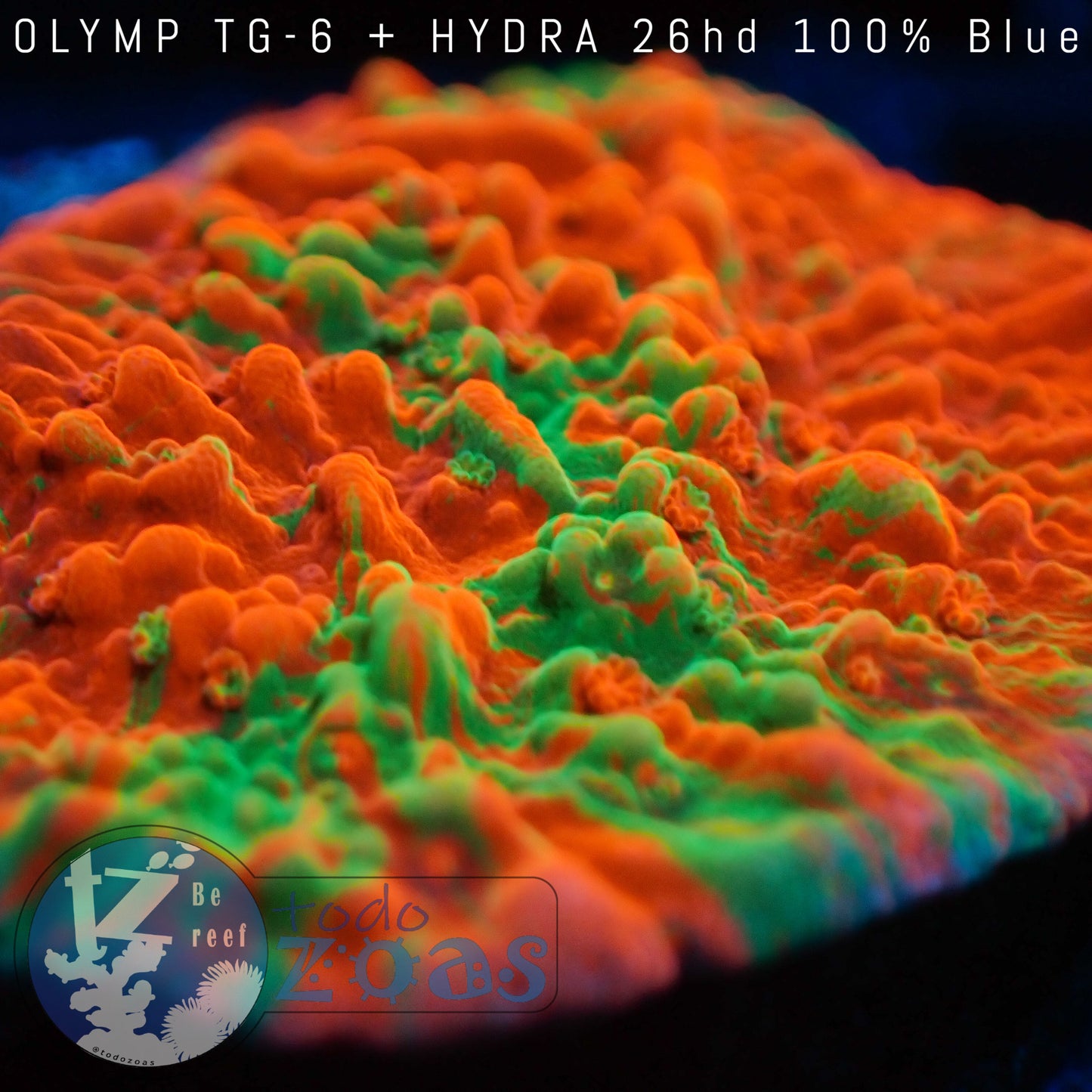 Montipora Grafted