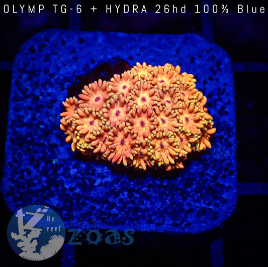 Goniopora Tangerine
