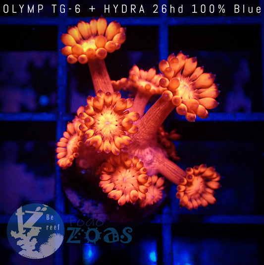 Goniopora Roja Ultra