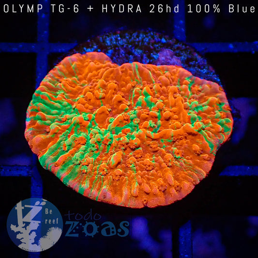 Montipora Grafted