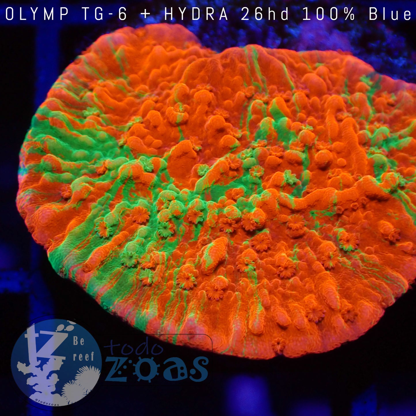 Montipora Grafted