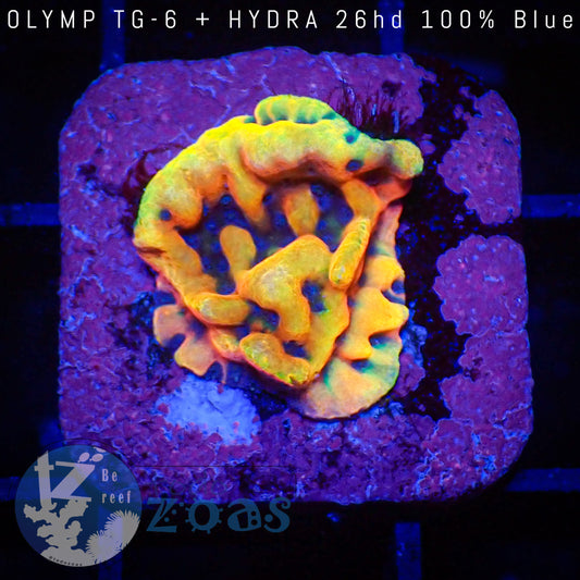 Montipora Kung Pao