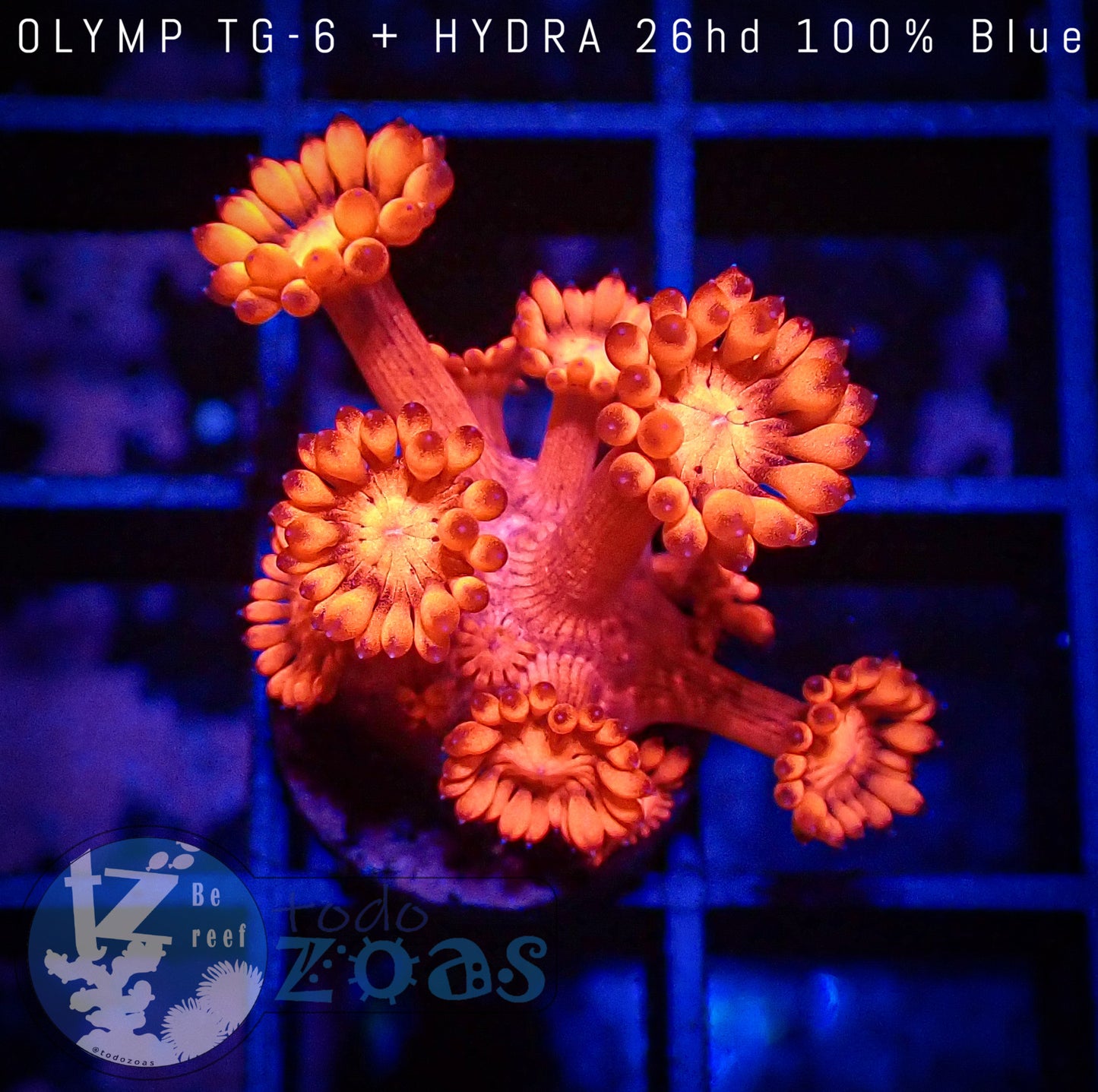 Goniopora Roja Ultra